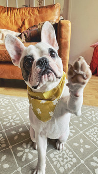 Benefits of keeping pets for children 96