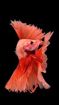 The moving moment beautiful of siam betta fish in thailand