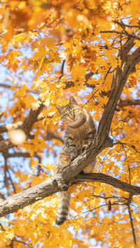 猫与四季诗行