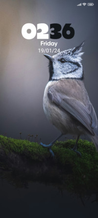 Wild Bird