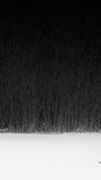 The black and white fox running in the snow