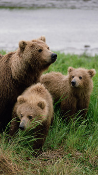 Brown bear ursos arctos mother with cubs near river