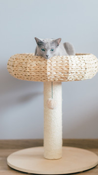 灰色猫咪-拍信图库
