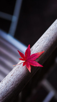 One Leaf of Red Japanese Maple on the Chair Board