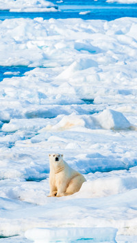Large polar bear walking on Arctic ice pack