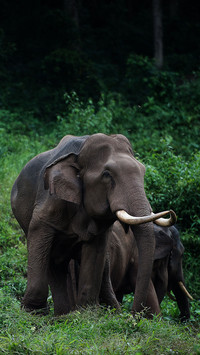 Why Protect Asian elephant 2