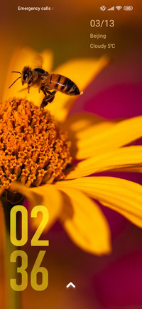daisy bee