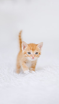 Little kitten two months old on a white blanket