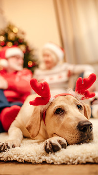 拉布拉多-锐景创意