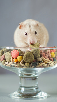 Hamster