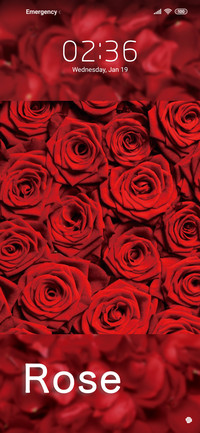 Love roses