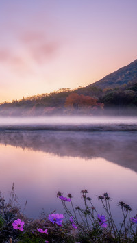 Forest mist 2