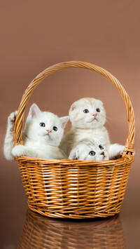 Cute cat-01