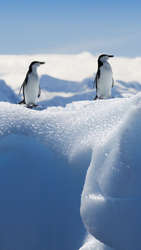 Cute penguin-01