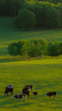 The cattle on the wulan buh dam