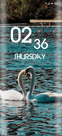 Couple Swan