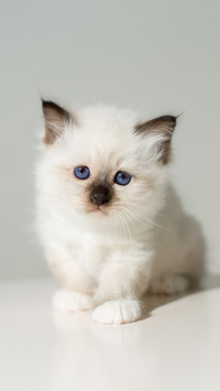 How to choose your favorite kitten 8