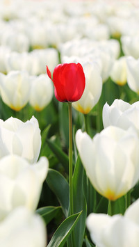 One stand out alone