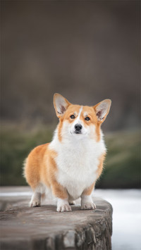 柯基犬的魅力