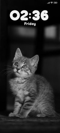 Kitten Mammal