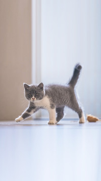 Gray British shorthair cats, indoors