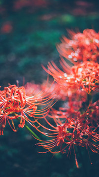 彼岸花4