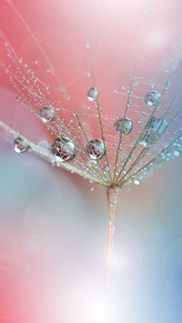 raindrops (8)