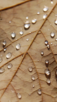 raindrops (14)