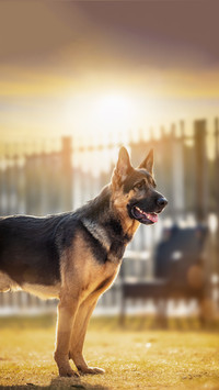 Shepherd Dog Practice Floating on Water 9