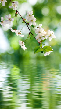 Flowers and plants