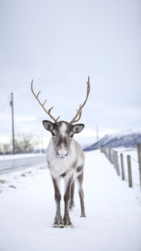 Reindeers in natural environment