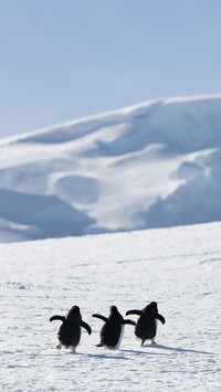international_pingu (1)