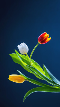 Why is tulip the worlds flower queen