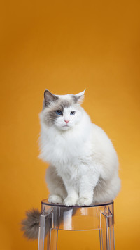 Cat licking you is treating you like a little brother