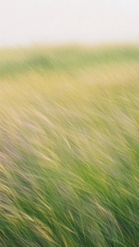 Letter from the Wind