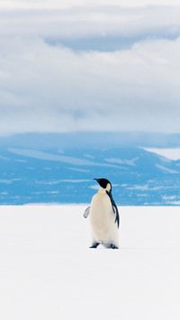 Emperor penguin, Ross Ice Shelf, Antarctica