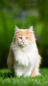 Cream Tabby White Maine Coon Cat Sitting on Grass