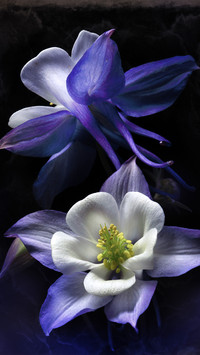Foreign flowers that everyone strives to raise 9