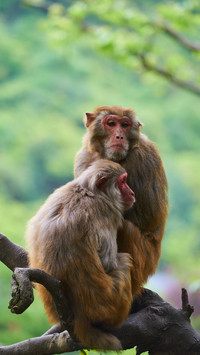 Animals imitate tourists to fight 27
