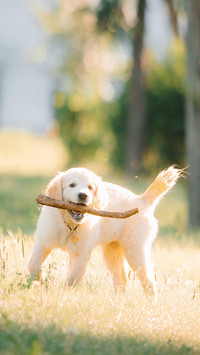 A golden retriever puppy plays with a stick in the summer