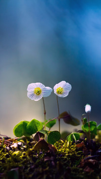 Fresh and natural wildflowers