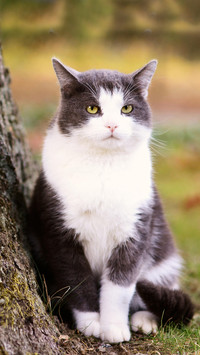 压力重重的猫咪