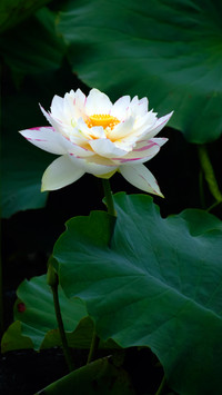 典雅而深沉的白莲花