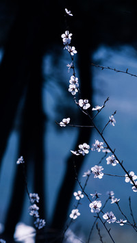 相思一夜梅花发