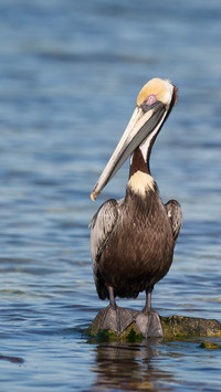 鹈鹕世界