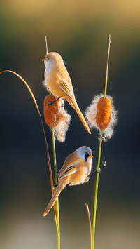 Two bearded finches