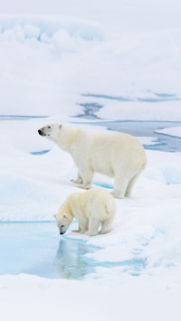 Polar Bear Mother and Cub on the Pack Ice