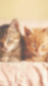 猫之物语喜猫