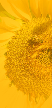 Wallpaper Girassol 2
