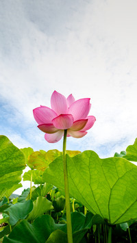 花无语 芬芳于心